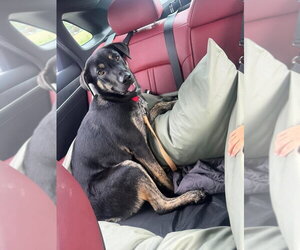 German Shepherd Dog-Unknown Mix Dogs for adoption in Aurora, IN, USA