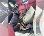 Dice - Male German Shepherd Dog-Unknown Mix Dog for Adoption - Small photo