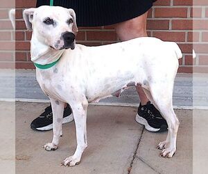 Boxer-Unknown Mix Dogs for adoption in Carrollton, TX, USA