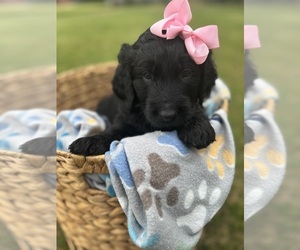 Goldendoodle Litter for sale in MEMPHIS, TN, USA