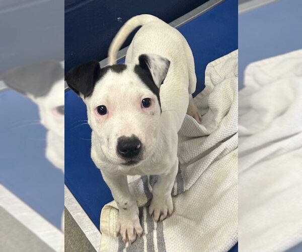 Medium Photo #1 Great Pyrenees-Unknown Mix Puppy For Sale in Sterling, MA, USA