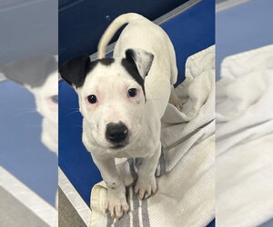 Great Pyrenees-Unknown Mix Dogs for adoption in Sterling, MA, USA