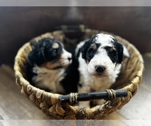 Bernedoodle Puppy for Sale in PELHAM, Alabama USA