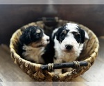 Small Bernedoodle