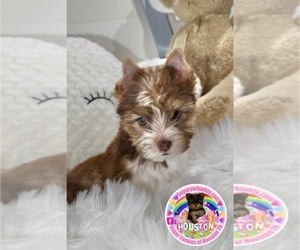 Medium Yorkshire Terrier