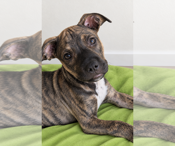 Medium Photo #1 Mutt Puppy For Sale in Rockaway, NJ, USA