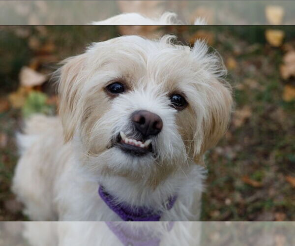 Medium Photo #1 Maltipoo (Miniature) Puppy For Sale in Princeton, MN, USA