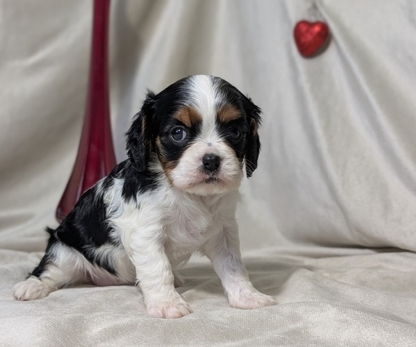 Medium Photo #11 Cavalier King Charles Spaniel Puppy For Sale in GOSHEN, IN, USA