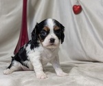 Small #10 Cavalier King Charles Spaniel
