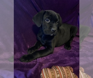 Cane Corso Puppy for sale in GRAHAM, WA, USA