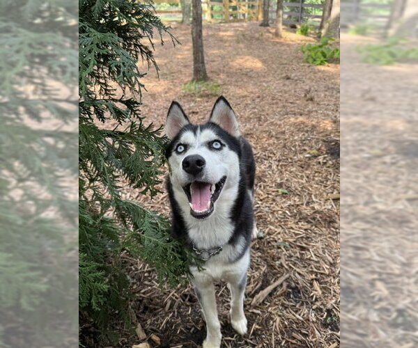 Medium Photo #4 Siberian Husky Puppy For Sale in Cumming, GA, USA