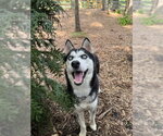 Small #3 Siberian Husky