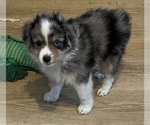 Small #3 Miniature Australian Shepherd