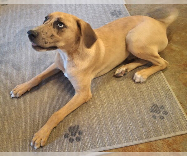 Medium Photo #7 Catahoula Leopard Dog-Unknown Mix Puppy For Sale in Mountain View, AR, USA