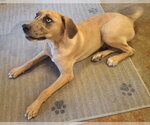 Small #6 Catahoula Leopard Dog Mix