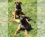 Small Photo #3 German Shepherd Dog-Unknown Mix Puppy For Sale in San Diego, CA, USA