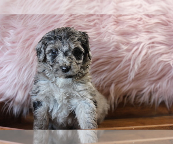 Medium Photo #1 Aussiedoodle Puppy For Sale in ARLINGTON, TN, USA