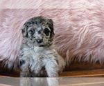 Small Photo #1 Aussiedoodle Puppy For Sale in ARLINGTON, TN, USA