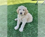Small #1 Goldendoodle