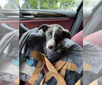 Small #4 Mutt