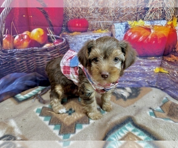 Medium Photo #6 Morkie Puppy For Sale in CASSVILLE, MO, USA