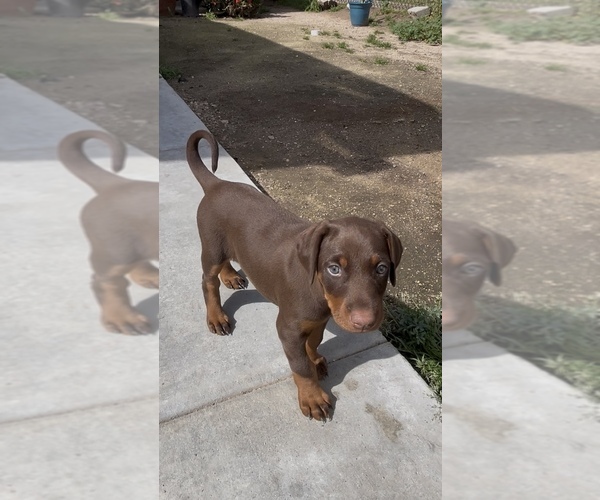 Medium Photo #4 Doberman Pinscher Puppy For Sale in HIGHLAND, CA, USA