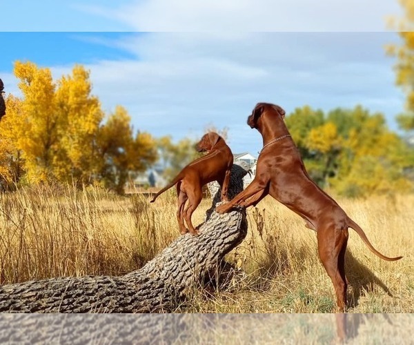 Medium Photo #1 Rhodesian Ridgeback Puppy For Sale in CHILOQUIN, OR, USA