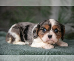 Puppy Marina Cavalier King Charles Spaniel