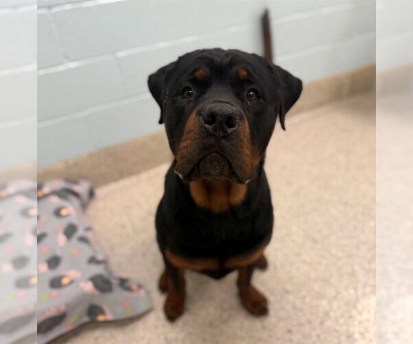 Medium Photo #1 Rottweiler Puppy For Sale in Brighton, CO, USA