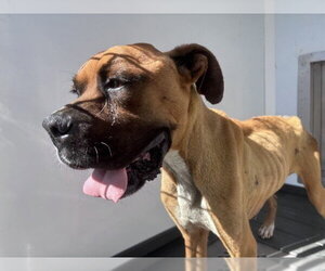 Boxer Dogs for adoption in San Bernardino, CA, USA