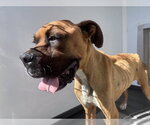 Small Boxer