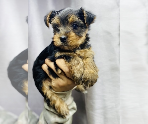 Medium Photo #3 Yorkshire Terrier Puppy For Sale in SAN BERNARDINO, CA, USA