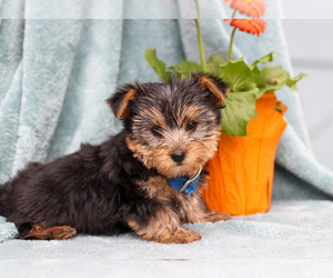 Medium Yorkshire Terrier