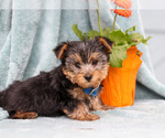 Puppy Bruno Yorkshire Terrier