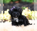 Puppy 8 Maltipoo (Miniature)