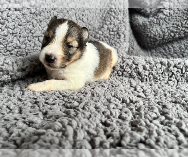 Medium Photo #1 Shetland Sheepdog Puppy For Sale in KINGSPORT, TN, USA