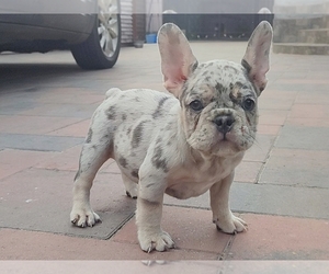 French Bulldog Puppy for sale in BOSTON, MA, USA