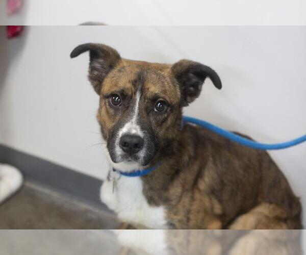 Medium Photo #1 Labrador Retriever-Unknown Mix Puppy For Sale in Mountain Home, AR, USA