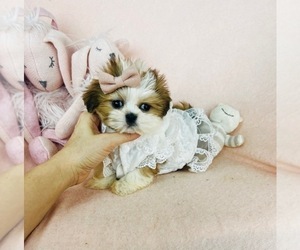 Shih Tzu Puppy for sale in WEST PALM BEACH, FL, USA