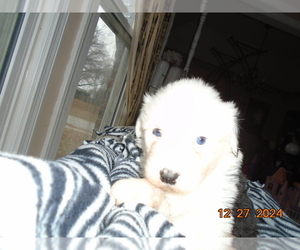 Old English Sheepdog Puppy for sale in RAYMORE, MO, USA