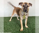 Small #7 Jack Russell Terrier Mix