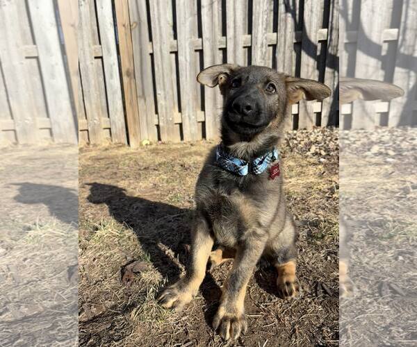 Medium Photo #1 German Shepherd Dog Puppy For Sale in Gretna, NE, USA