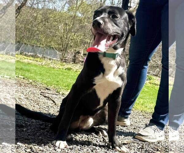 Medium Photo #1 Labrador Retriever-Unknown Mix Puppy For Sale in New Oxford , PA, USA