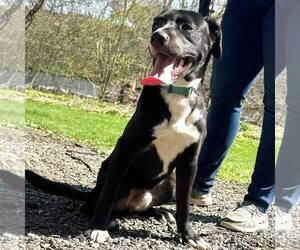 Labrador Retriever-Unknown Mix Dogs for adoption in New Oxford , PA, USA