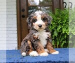 Small #3 Bernedoodle (Miniature)