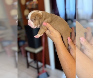 Olde English Bulldogge Puppy for sale in HAMMOND, IN, USA