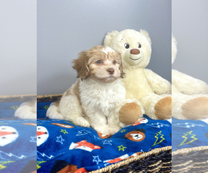 Havanese Puppy for sale in GREENWOOD, IN, USA