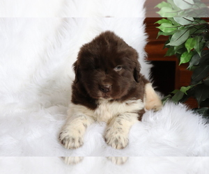 Newfoundland Puppy for sale in SHILOH, OH, USA