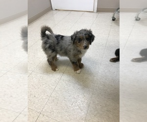 Aussiedoodle Puppy for sale in CLARK, MO, USA
