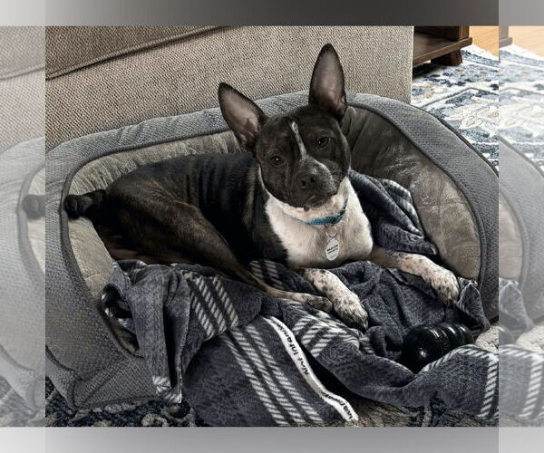 Medium Photo #10 Boston Terrier-Unknown Mix Puppy For Sale in San Jose, CA, USA